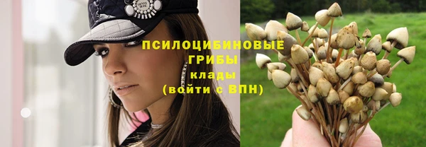 сатива Баксан